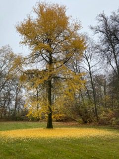 Schlosspark Stepperg, Baumbestand, Foto: © Guy Graf Moy